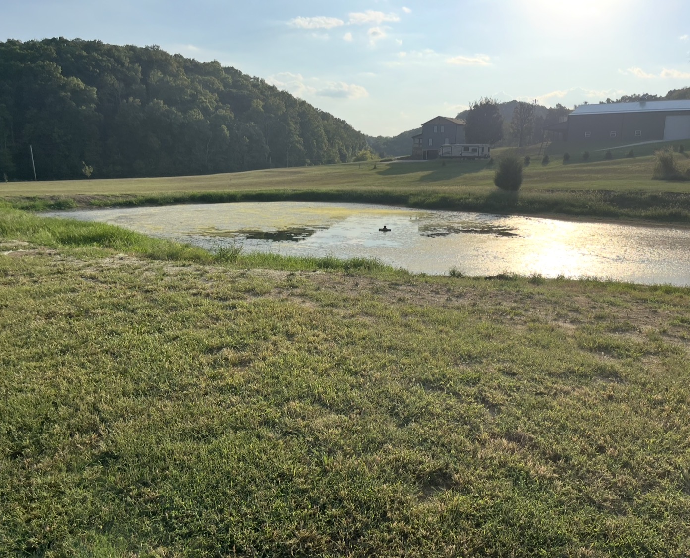 Pond surface covered in algae before cleanup, with a farm in the background