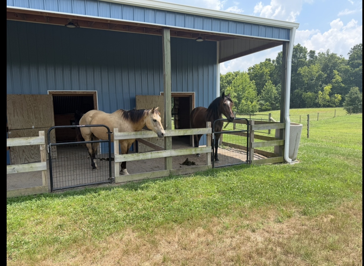 Horses on a clean, well-kept pasture