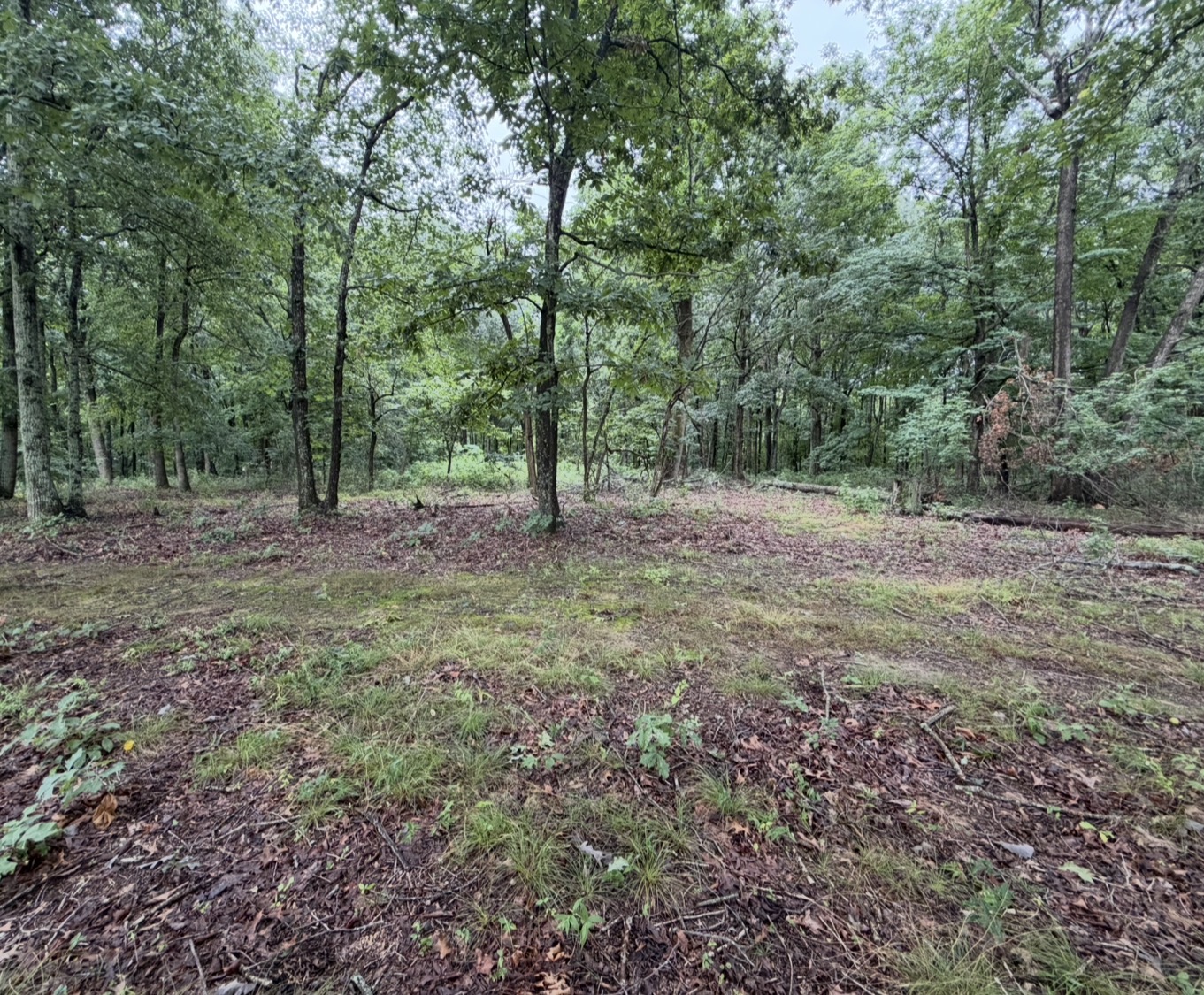 Open, cleaned-up forest floor with mature trees after brush removal