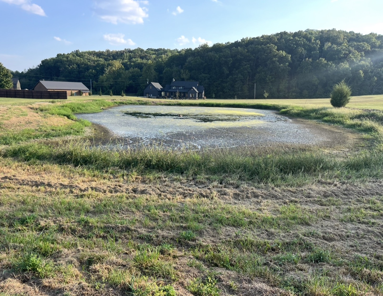 Pond choked with weeds and algae before restoration work